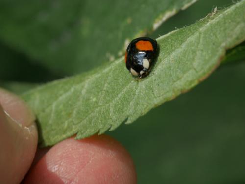 Harmonia axyridis